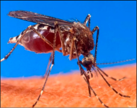 40 décès et plus de 500 cas confirmés dans les zones frontalières