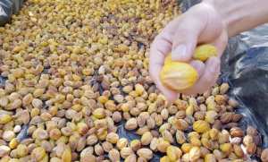 Algérie (Wilaya de Mostaganem)  -  Récolte de près de 1,5 quintal de graines d’arganier