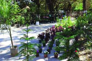 Algérie (Aïn Témouchent) -  Semaine des floralies et du savoir-faire artisanal