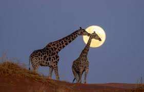 Planète - «Nous ne sommes pas encore au point de non-retour»…:  L’effondrement de la faune sauvage peut encore être stoppé