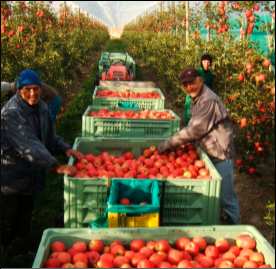 Le plan de Cherfa et Zitouni pour contrôler le prix de la pomme