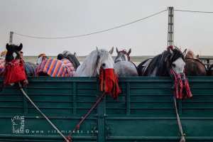 Les chevaux barbes d'Algérie : Héritage équestre et fierté nationale