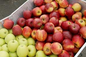 ثلاث مؤسسات عمومية لتسويق تفاح خنشلة إلى المستهلك - الشعب أونلاين