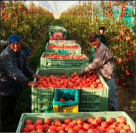 Le plan de Cherfa et Zitouni pour contrôler le prix de la pomme