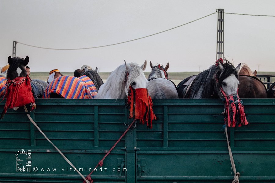 Les chevaux barbes d'Algérie : Héritage équestre et fierté nationale