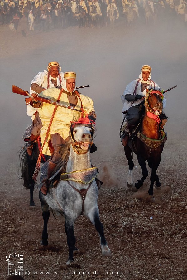 الخيول البربرية الجزائرية: تراث الفروسية وفخر وطني