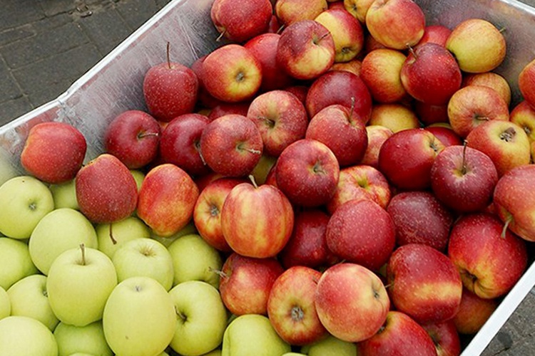 ثلاث مؤسسات عمومية لتسويق تفاح خنشلة إلى المستهلك - الشعب أونلاين