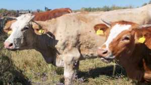 Algérie (Jijel) - Dermatose nodulaire bovine:  L’épidémie se propage à 15 communes