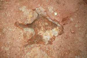 Traces de dinosaures