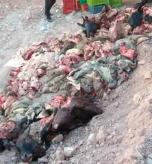 سقوط عمارة ببشار دون تسجيل خسائر بشرية