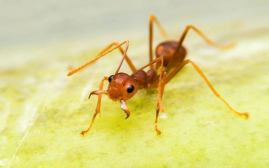 Planète - Biodiversité: les espèces invasives jouent un «rôle majeur» dans 60 % des extinctions
