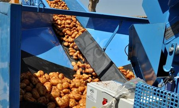 Pomme de terre: déstockage d'importantes quantités pour réguler le marché