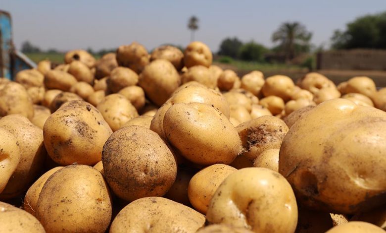 ترقب إنتاج نصف مليون قنطار من البطاطس المتأخرة بمستغانم - الشعب أونلاين