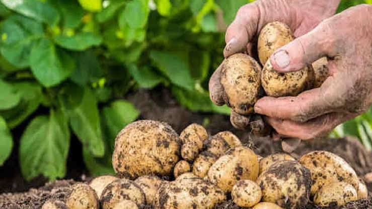 انتاج نصف مليون من البطاطا بميلة - الشعب أونلاين