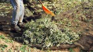 Algérie (Aïn-Témouchent ) - Agriculture:  Baisse de la production d'olives
