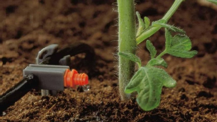 Algérie (Agriculture à Tipasa) -  La rationalisation de l’utilisation de l’eau est désormais un impératif