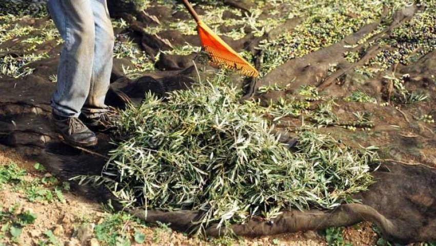 Algérie (Aïn-Témouchent ) - Agriculture:  Baisse de la production d'olives