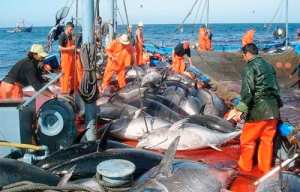 Vers la baisse des droits d'accès des pêcheurs algériens aux eaux mauritaniennes