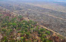 Planète - Plus d’un arbre sur trois menacés d’extinction, le principal responsable est connu