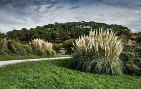 Planète (France/Europe) -  Pyrénées-Atlantiques. Espèce invasive  L'herbe de la pampa : Pourquoi devez-vous couper ces «plumeaux» si vous en voyez ?