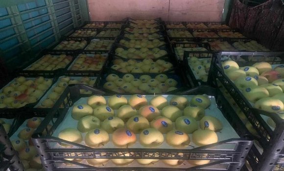 الجزائر العاصمة : حجز قرابة 6 طن من فاكهة التفاح في إطار محاربة الممارسات غير القانونية