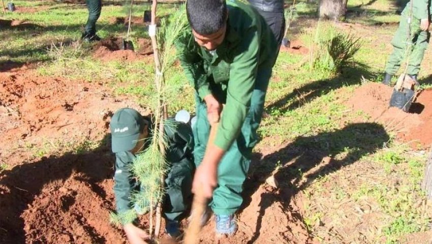 Algérie (Meurad/Tipaza) - Forêt de Bourouis:   Planter un arbre c’est bien, l’entretenir c’est mieux