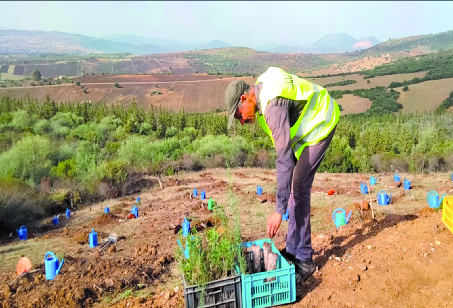 Algérie (Heliopolis/Guelma) - Journée nationale de l’arbre: Planter un arbre, c’est facile, le protéger l’est moins