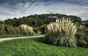 Planète (France/Europe) -  Pyrénées-Atlantiques. Espèce invasive 