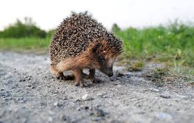 Planète - Malmené par les humains, le hérisson désormais «quasi-menacé» d’extinction