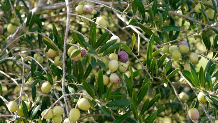 توقع إنتاج أكثر من 317 ألف قنطار من الزيتون بولاية تلمسان