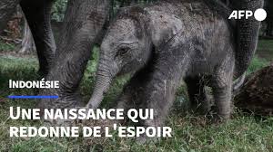 Planète (Asie) - Indonésie: rare naissance d'un éléphant de Sumatra, en danger critique d'extinction