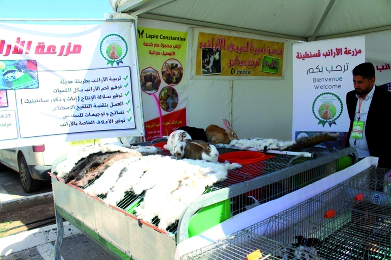Algérie (Ibn Ziad/Constantine) - Association des éleveurs de lapins: Appels lancés aux autorités pour soutenir la filière
