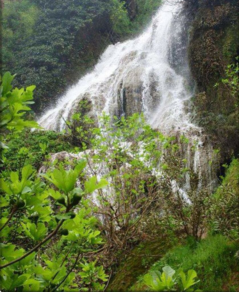 La forêt de Taffrente