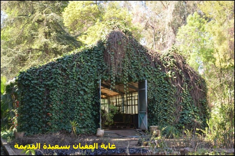 غابة العقبان