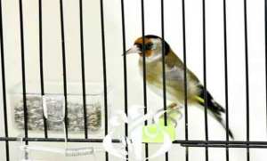 قسنطينة: تنظيم منافسة تخص طيور الزينة