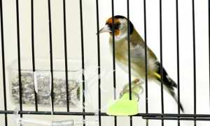 Constantine: coup d'envoi d'une compétition ornithologique