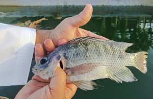 إنتاج 30 طنا من أسماك البلطي بقالمة