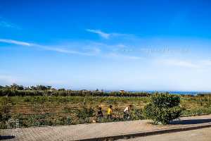 La commune d'El Marsa, située dans la wilaya d'Alger, est une région qui présente un potentiel agricole significatif