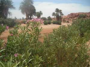 الغطاء النباتي بعد سقوط الامطار