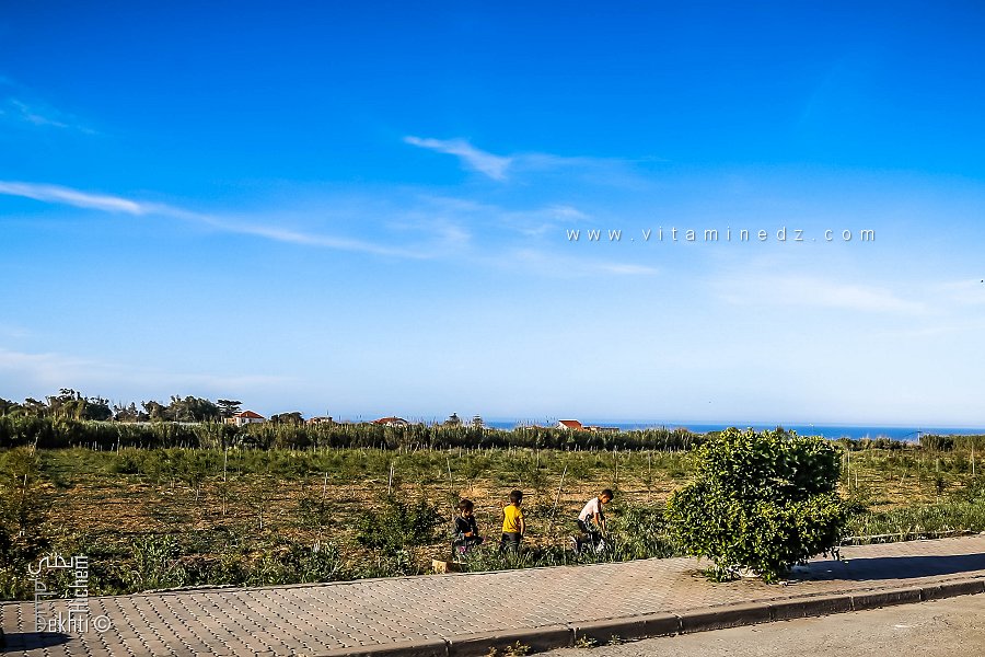 La commune d'El Marsa, située dans la wilaya d'Alger, est une région qui présente un potentiel agricole significatif