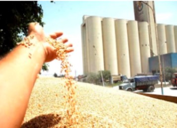 Le Président Tebboune interdit l'importation du blé à partir de 2025