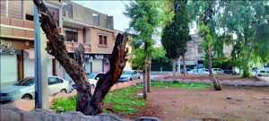Algérie (Guelma) - Abattage d’arbres en milieu urbain: Des riverains dénoncent le «deux poids, deux mesures»