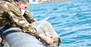 19 quintaux de kif traité et 50 kilogrammes de cocaïne saisis en une semaine