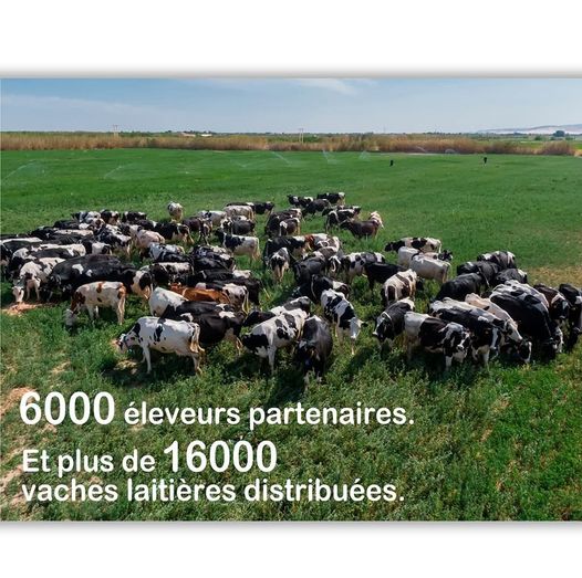 Soummam : Un acteur clé dans la production laitière en Algérie