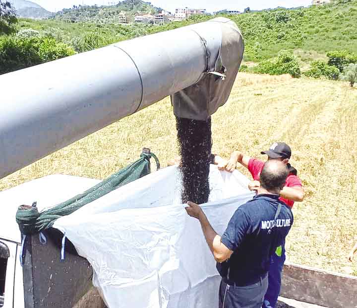 Algérie (Amizour/Béjaïa)  -  La culture du colza est en progression