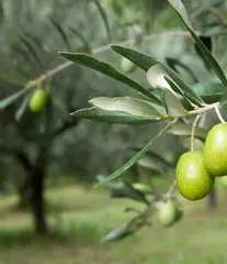 التغطية الصّحفية للأنشطة السياحية بين الوظيفة الترويحية والرّؤية الخبرية  محور ملتقى وطتي بحامعة وهران