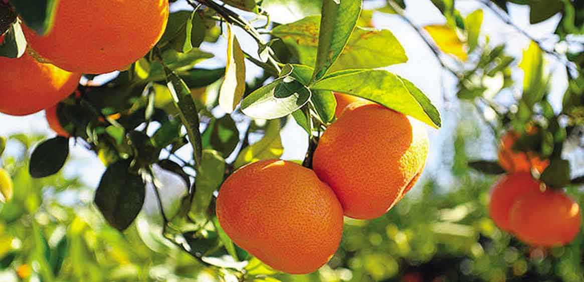 Planète (Algérie/Afrique) - Chlef: La filière des agrumes face à de multiples défis