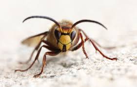 Planète (Europe) - Espagne: Inquiétude après la découverte d’une nouvelle espèce de frelon