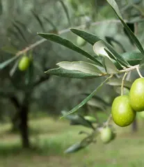 التغطية الصّحفية للأنشطة السياحية بين الوظيفة الترويحية والرّؤية الخبرية  محور ملتقى وطتي بحامعة وهران