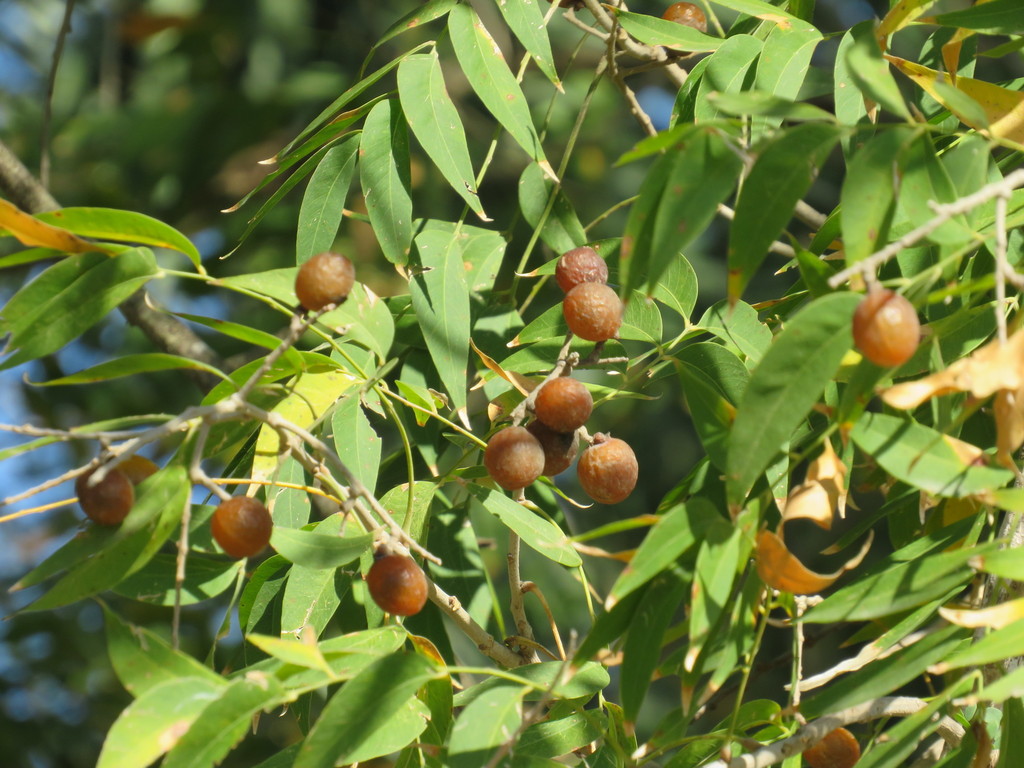 شجرة الصابون، المعروفة علمياً باسم Sapindus